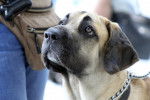 Photo Fila Brasileiro