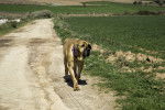 Photo Fila Brasileiro