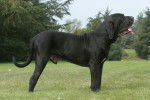 Photo Fila Brasileiro