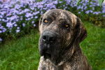 Photo Fila Brasileiro