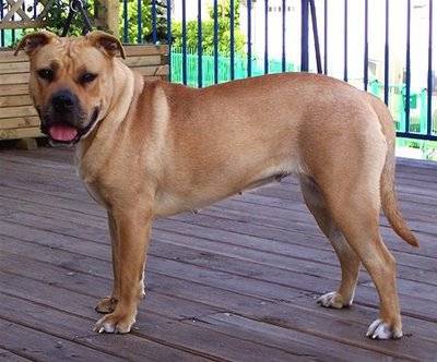 Tanakh - Fila Brasileiro Mâle (3 ans)