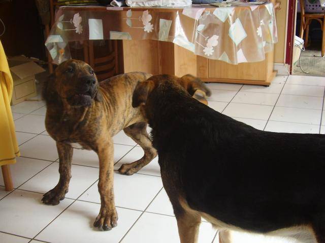 fila brasileiro - sultan - Fila Brasileiro