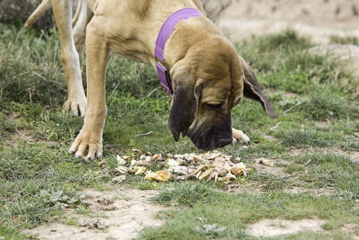 Photo Fila Brasileiro