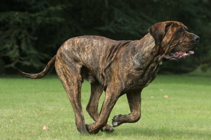 Un Fila Brasileiro bringé court dans un jardin