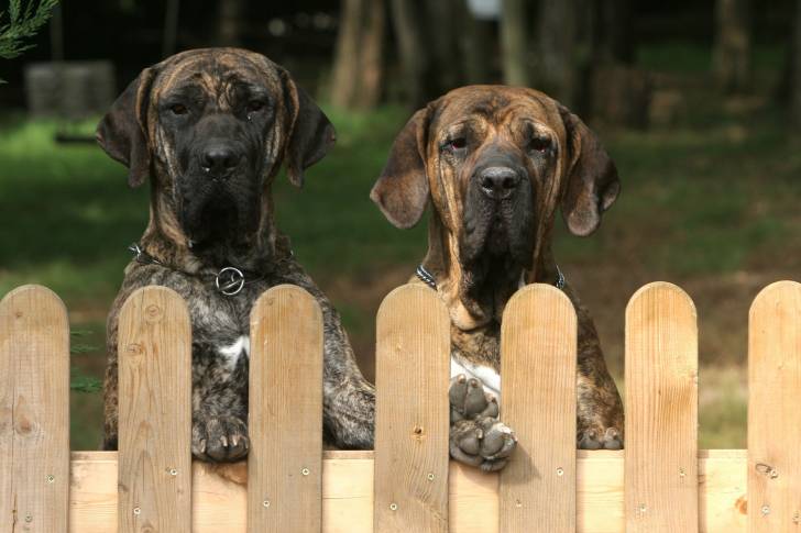 Photo Fila Brasileiro