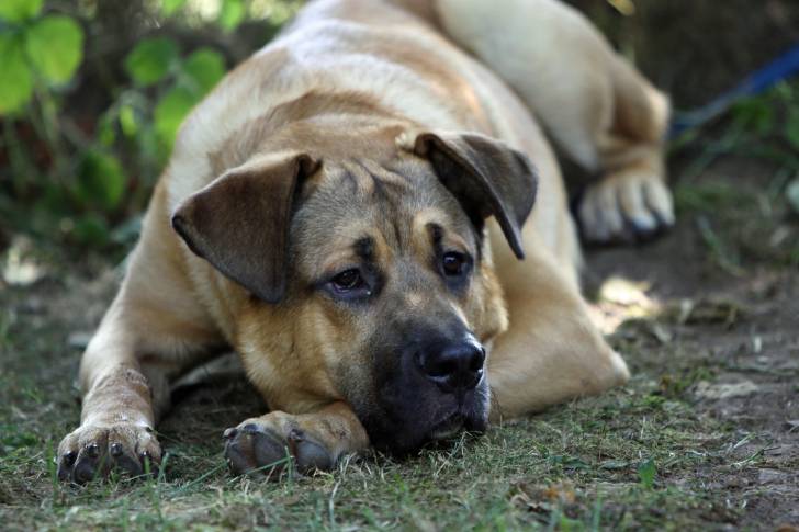 Photo Fila Brasileiro