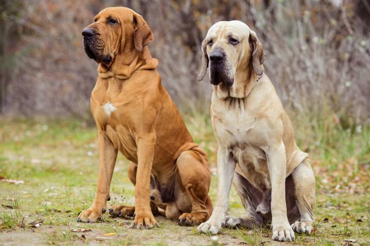 Deux Filas Brasilieiros assis dans un parc