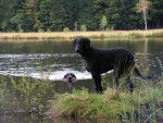 Curly coated retriever - Curly-Coated Retriever