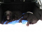 Curly coated retriever - Curly-Coated Retriever