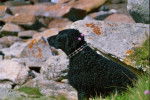 curly coated retriever - Curly-Coated Retriever