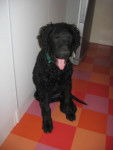 aston - curly coated retriever - Curly-Coated Retriever