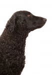 Photo Curly-Coated Retriever