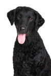Photo Curly-Coated Retriever