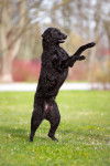 Photo Curly-Coated Retriever