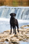 Photo Curly-Coated Retriever