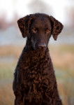Photo Curly-Coated Retriever