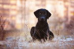 Photo Curly-Coated Retriever