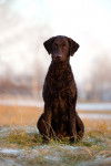 Photo Curly-Coated Retriever