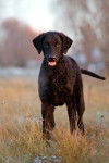 Photo Curly-Coated Retriever