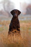 Photo Curly-Coated Retriever