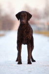 Photo Curly-Coated Retriever