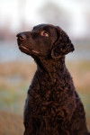 Photo Curly-Coated Retriever