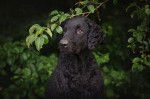 Photo Curly-Coated Retriever