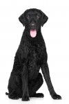 Photo Curly-Coated Retriever