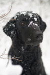 Photo Curly-Coated Retriever