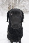 Photo Curly-Coated Retriever