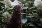 Photo Curly-Coated Retriever