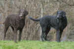 Photo Curly-Coated Retriever