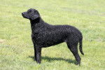 Photo Curly-Coated Retriever