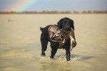 Un Curly-Coated Retriever dans l'eau et ayant la carcasse d'un oiseau dans sa gueule 