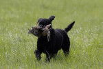 Un Curly-Coated Retriever sur une surface herbacée et ayant un oiseau dans sa gueule 