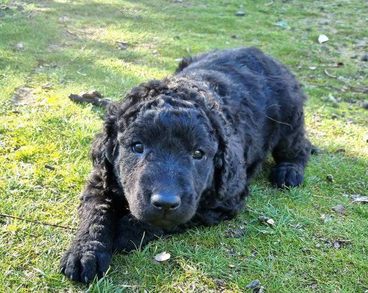 Un Curly-Coated Retriever allongé sur un terrain herbeux 
