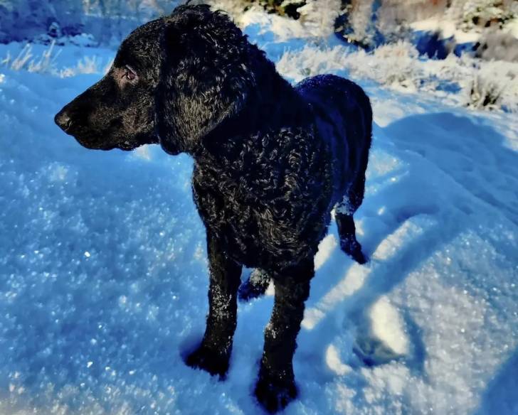 Un Curly-Coated Retriever sur une surface enneigée 