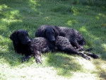 Curly coated retriever - Awallis et Ayah - Curly-Coated Retriever
