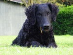 curly coated retriever - Curly-Coated Retriever