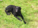 Curly coated retriever - Curly-Coated Retriever