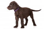 Photo Curly-Coated Retriever