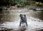 Photo Curly-Coated Retriever