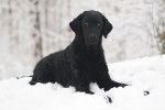 Photo Curly-Coated Retriever