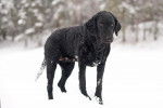 Photo Curly-Coated Retriever