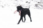 Photo Curly-Coated Retriever