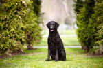 Photo Curly-Coated Retriever