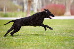 Photo Curly-Coated Retriever