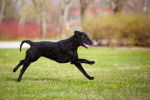 Photo Curly-Coated Retriever