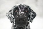Photo Curly-Coated Retriever