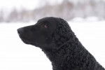 Photo Curly-Coated Retriever